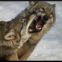 Cross-Complaints: Wolves at Each Other's Throats