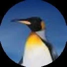 Nerses K. Avatar